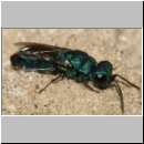 Trichrysis cyanea - Goldwespe 02a 7mm.jpg